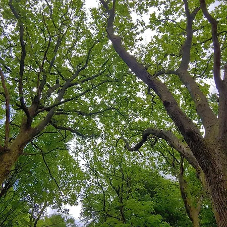 6 Person In Oksbol-by Traum Tatil Evi *